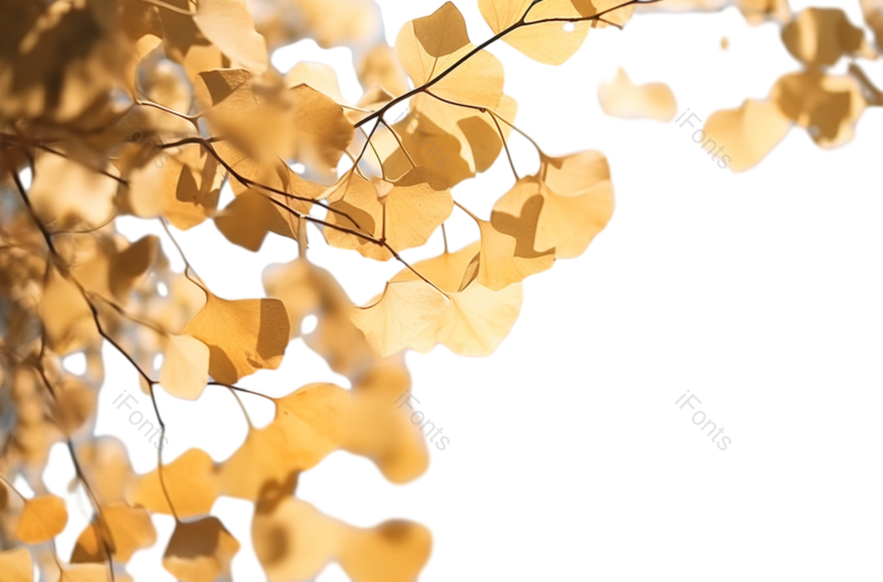 叶子图片,秋天元素,自然PNG,植物免抠素材